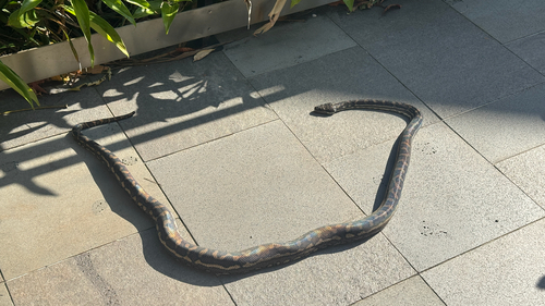Coastal Carpet Python sighting