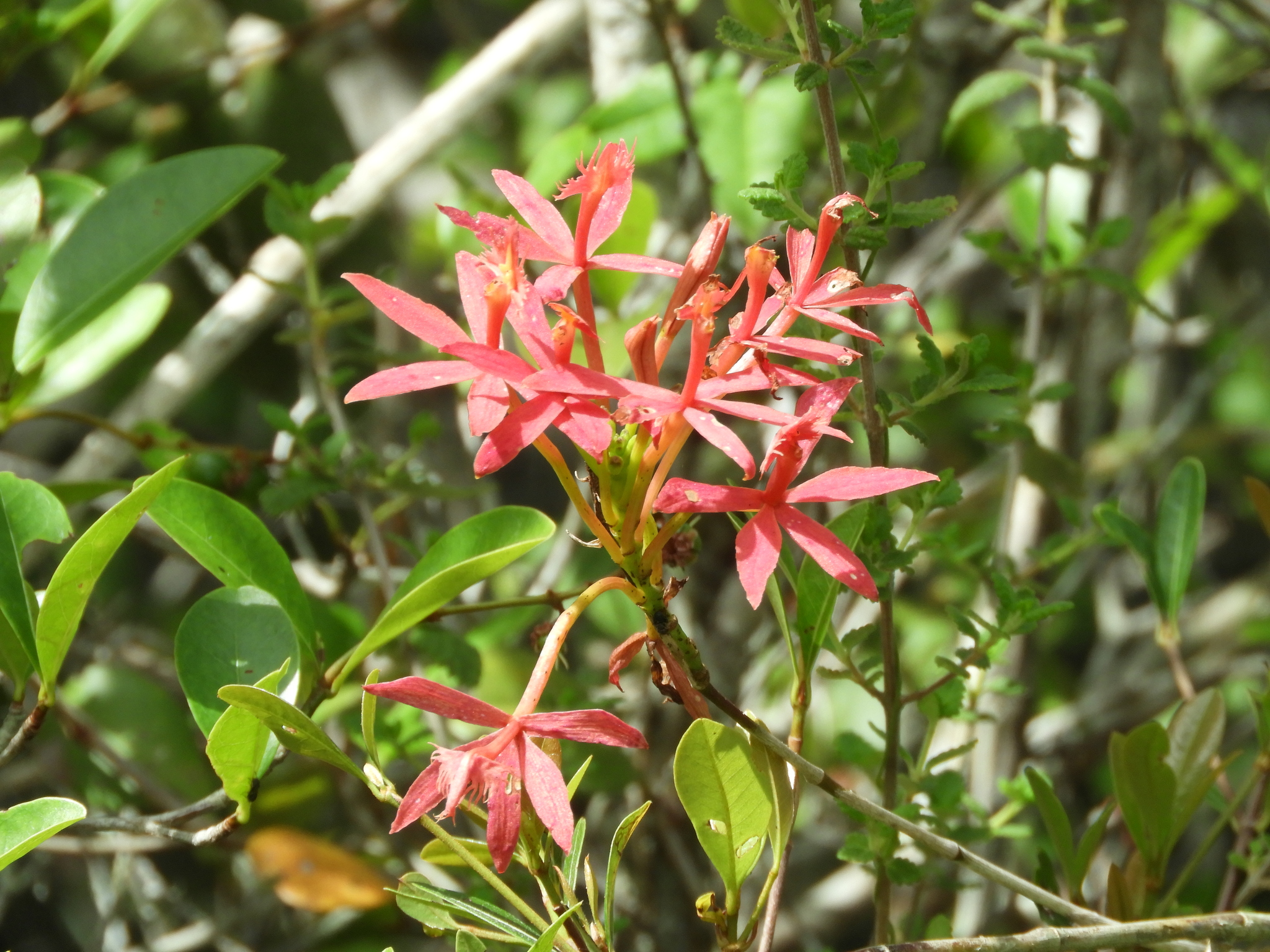 Epidendrum cinnabarinum
