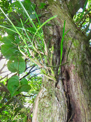 Scaphyglottis fasciculata