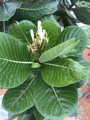 Himatanthus obovatus