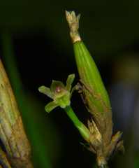 Scaphyglottis fasciculata