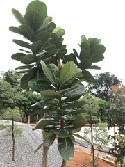 Himatanthus obovatus