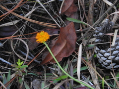 Polygala lutea