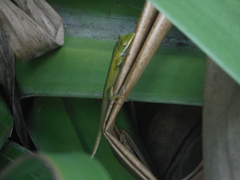Anolis smaragdinus