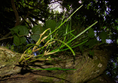 Scaphyglottis fasciculata