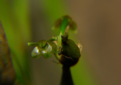 Scaphyglottis fasciculata