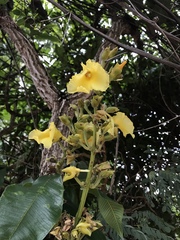Qualea grandiflora