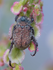 Hoplia parvula
