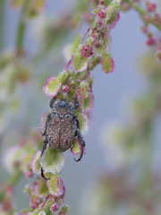 Hoplia parvula