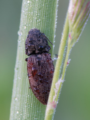 Prosternon tessellatum