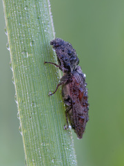 Prosternon tessellatum