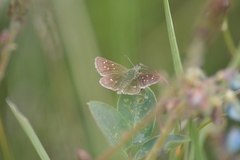 Piruna roeveri