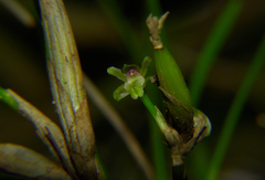 Scaphyglottis fasciculata