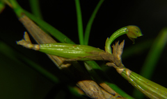 Scaphyglottis fasciculata