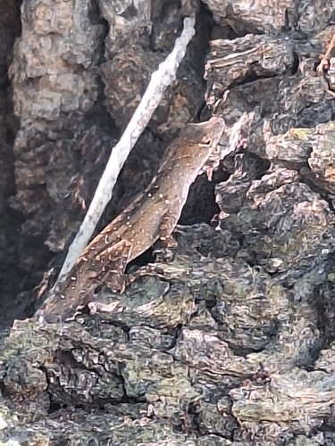 Brown Anole