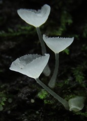 Gloiocephala