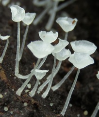 Gloiocephala