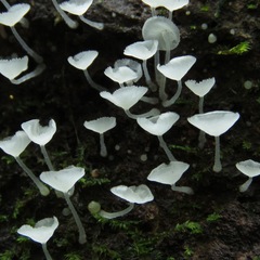 Gloiocephala