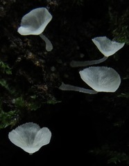 Gloiocephala