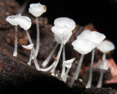 Gloiocephala