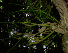 Scaphyglottis fasciculata