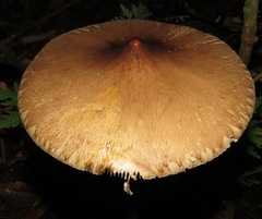Macrolepiota capelariae