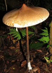 Macrolepiota capelariae