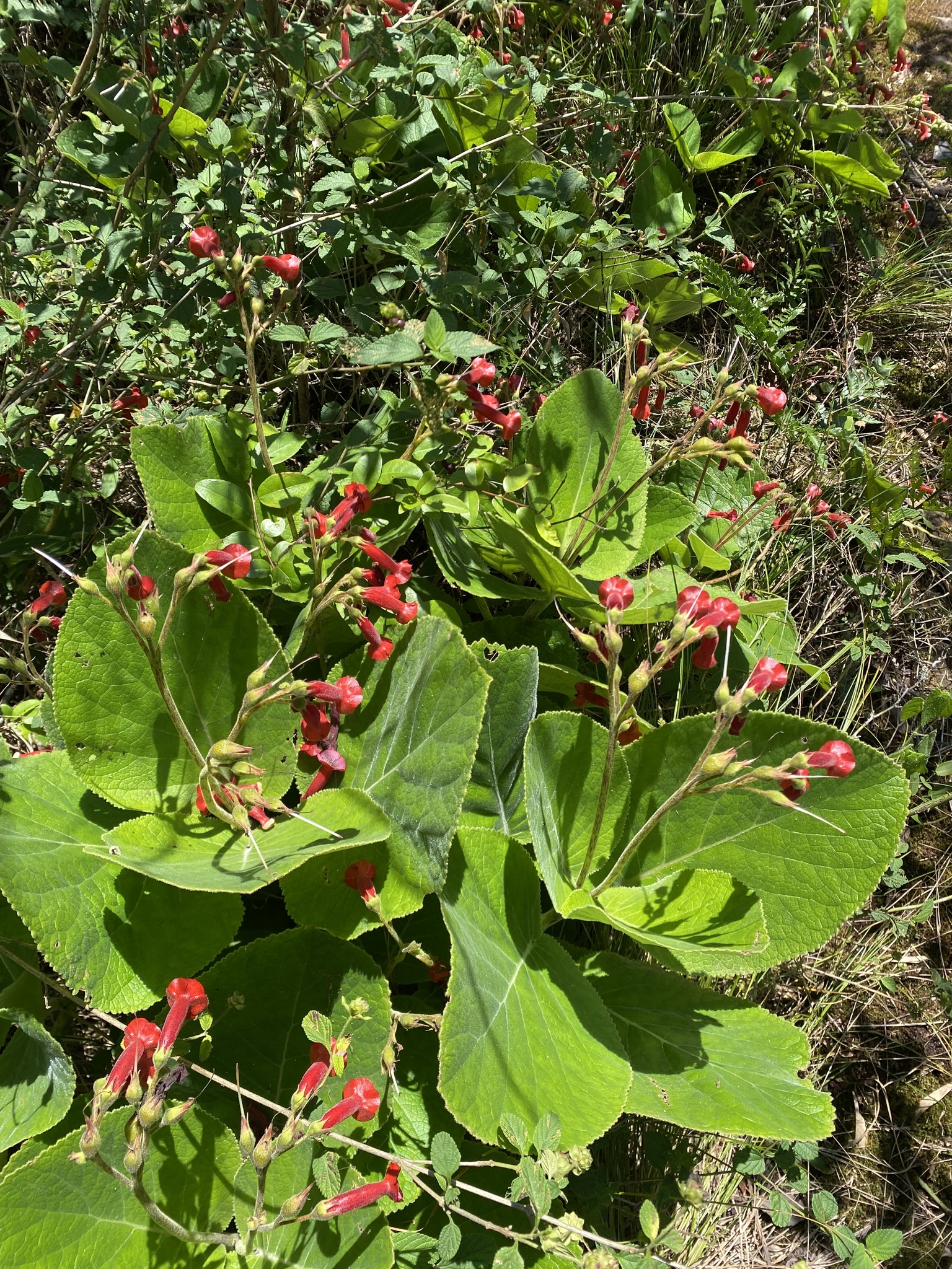 Sinningia lineata