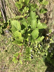 Rubus ellipticus