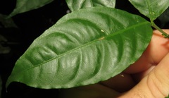 Tabernaemontana heterophylla