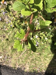 Rubus ellipticus