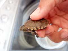 Kinosternon alamosae