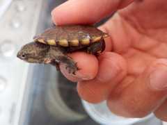 Kinosternon alamosae