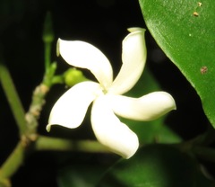 Tabernaemontana heterophylla