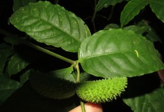 Tabernaemontana heterophylla