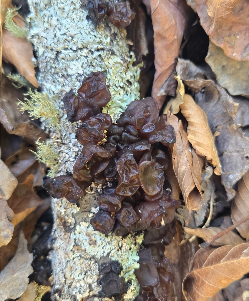 Exidia crenata · November 2025 · photo: © benfungi (iNaturalist, cc-by)