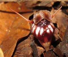 Thismia hyalina