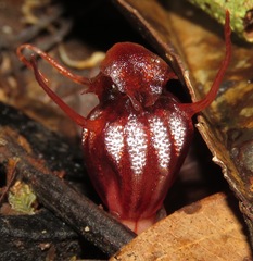 Thismia hyalina
