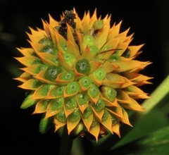 Tilesia baccata