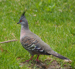 Crested Pigeon photo 2