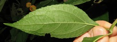 Tilesia baccata