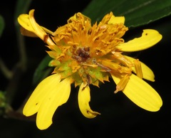 Tilesia baccata