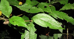 Tilesia baccata
