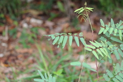 Mimosa tenuiflora
