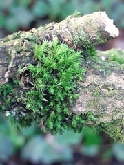 Orthotrichum diaphanum