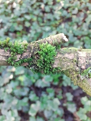 Orthotrichum diaphanum