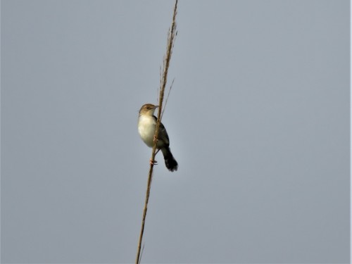 Winding Cisticola (Cisticola marginatus), photo 10