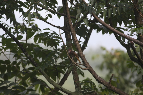 Mountain Bulbul