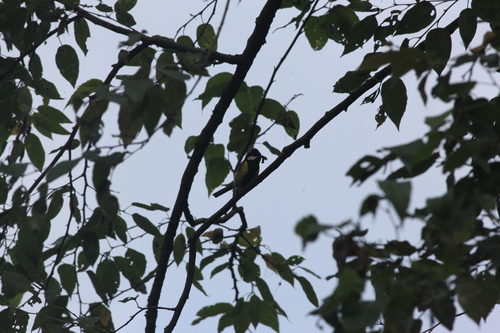 Green-backed Tit