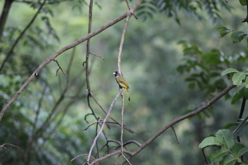 Collared Finchbill